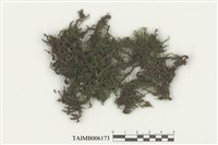 藏品(卷柏蘚)的圖片